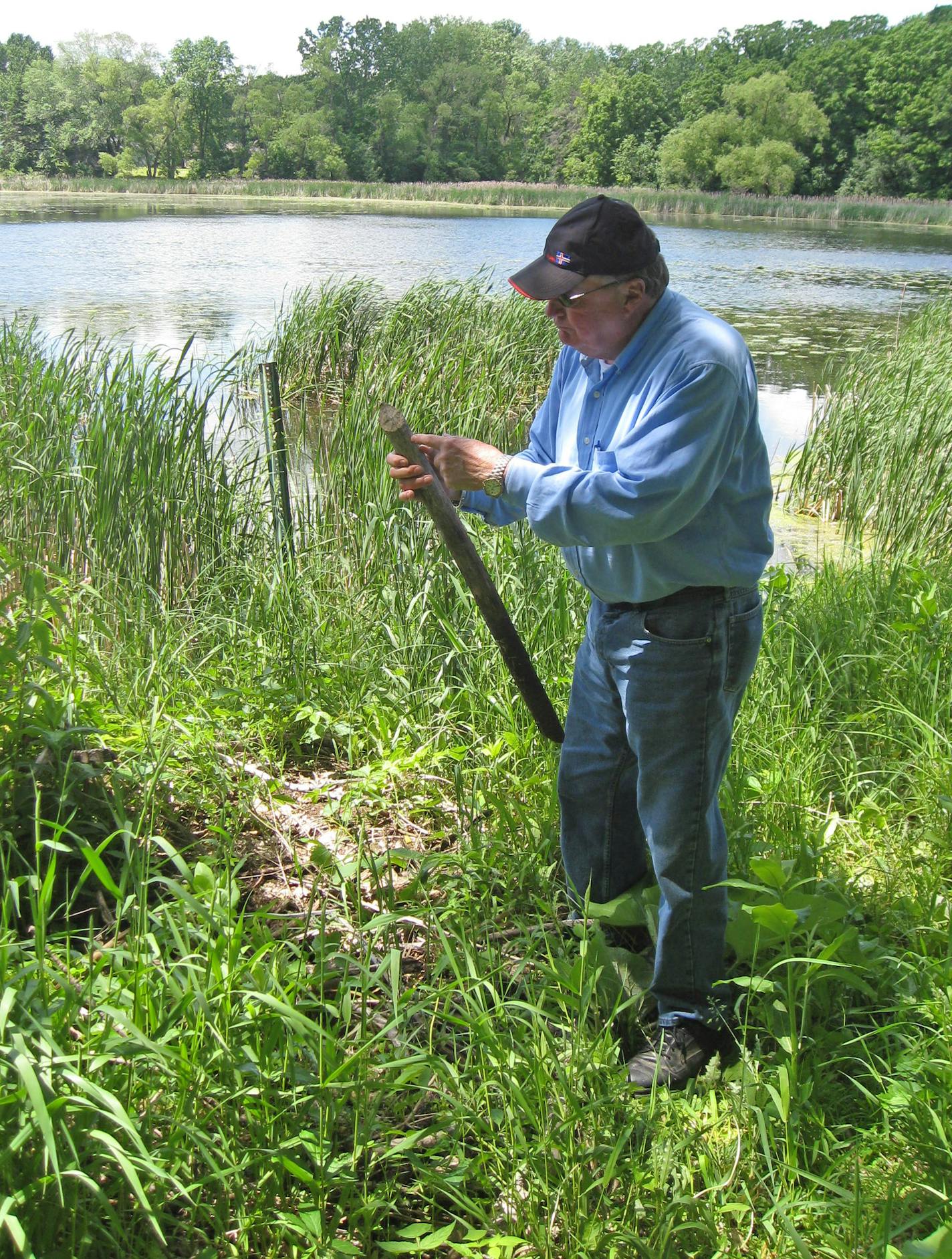 Bloomington resident Frank Farnham stands atop a beaver lodge at Skriebakken Pond, holding a branch felled a beaver.