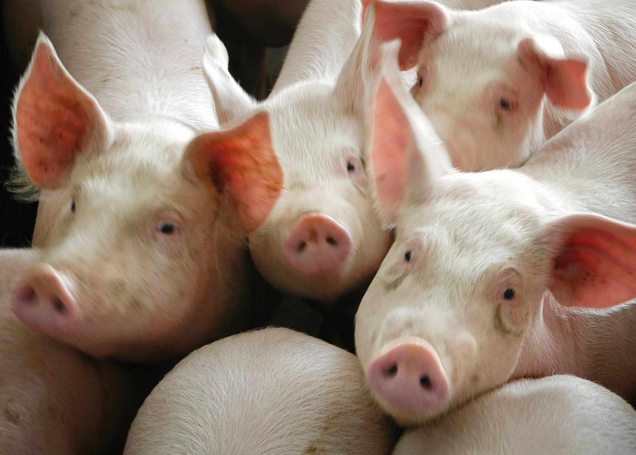 Tuesday, January 25, 2005 -- Rose Creek, Minn. -- These are part of the first load of Canadian feeder pigs Mel Yunker purchased in October 2004, before the tarriff went into effect. these 4-month-old hogs will be sent to market in two more months. Yunker has around 6,000 hogs on his Rose Creek farm and produces around 30,000 hogs each year. In October he began purchasing young feeder pigs from Canada but a new import tariff of over $5.00 each may take all the profit out of the operation.
