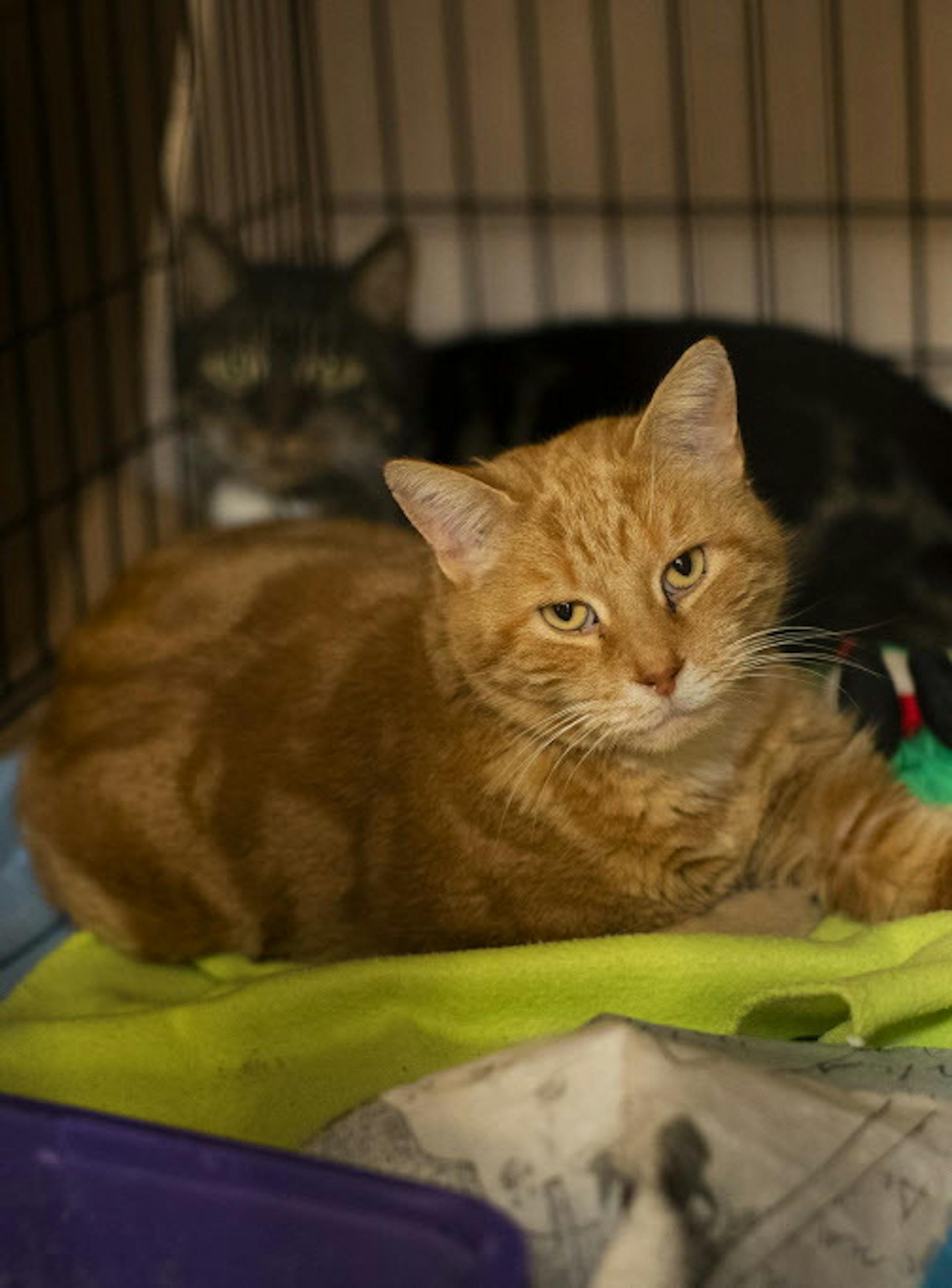 Rescued cats stay together in a cage on warm fleece blankets at a temporary shelter set up at the Chico Airport for animals rescued from the Paradise Camp fire on Nov. 28, 2018 in Chico, Calif. The animals will stay there until their owners are found. (Gina Ferazzi/Los AngelesTimes/TNS) ORG XMIT: 1251443