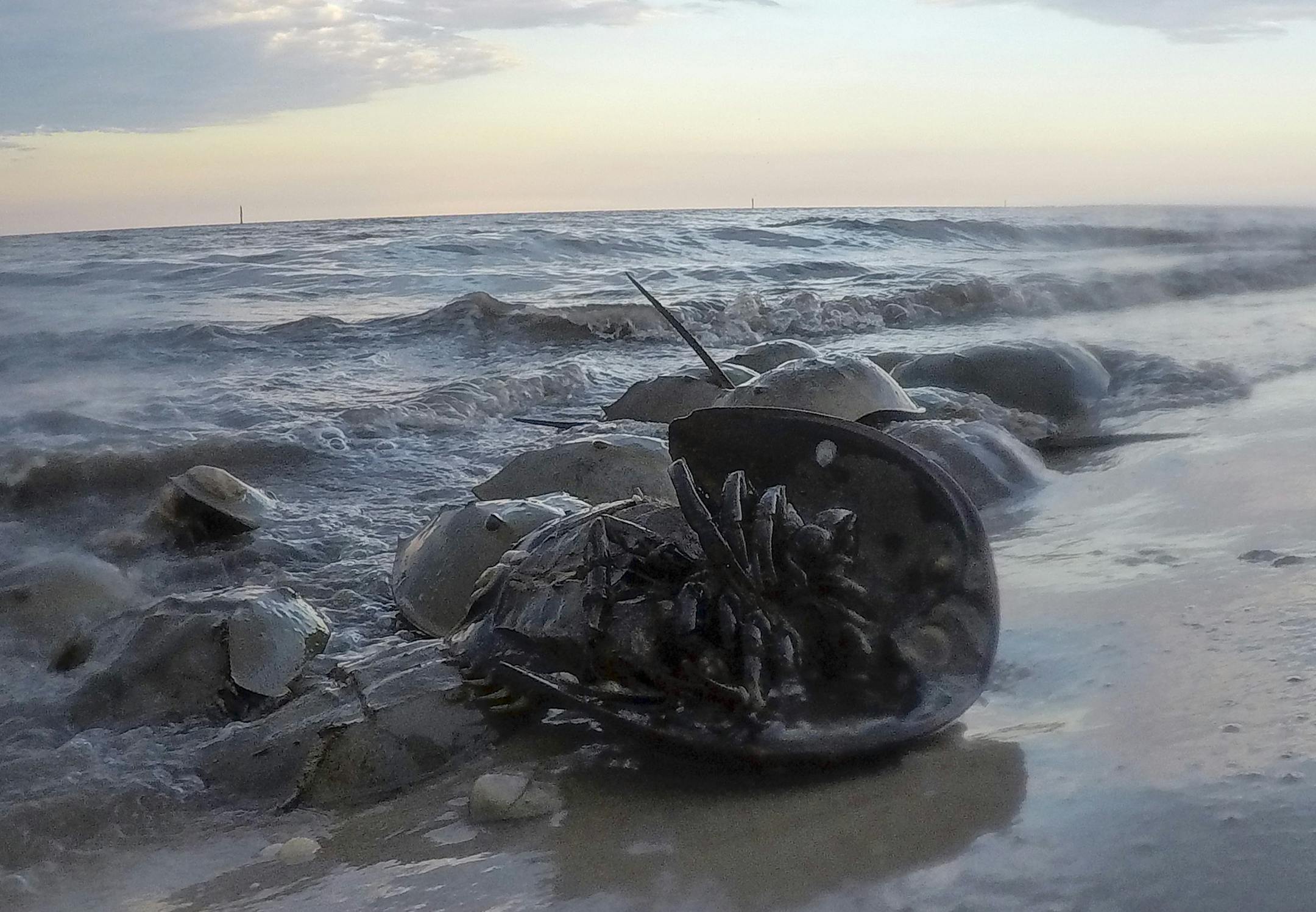 A horseshoe crab's mouth is in the middle of its belly, surrounded by its legs. MUST CREDIT: Washington Post photo by Ricky Carioti
