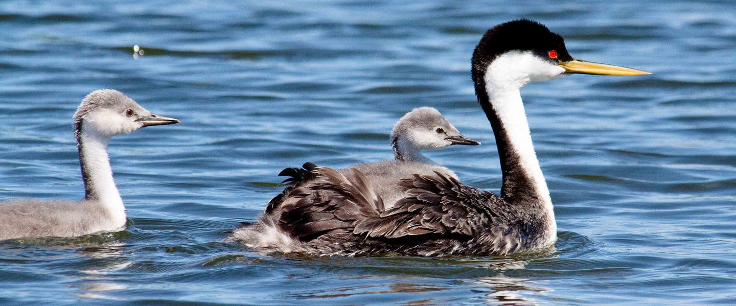 Photo by Carrol Henderson. Western grebe parents and chicks on Lake Osakis.