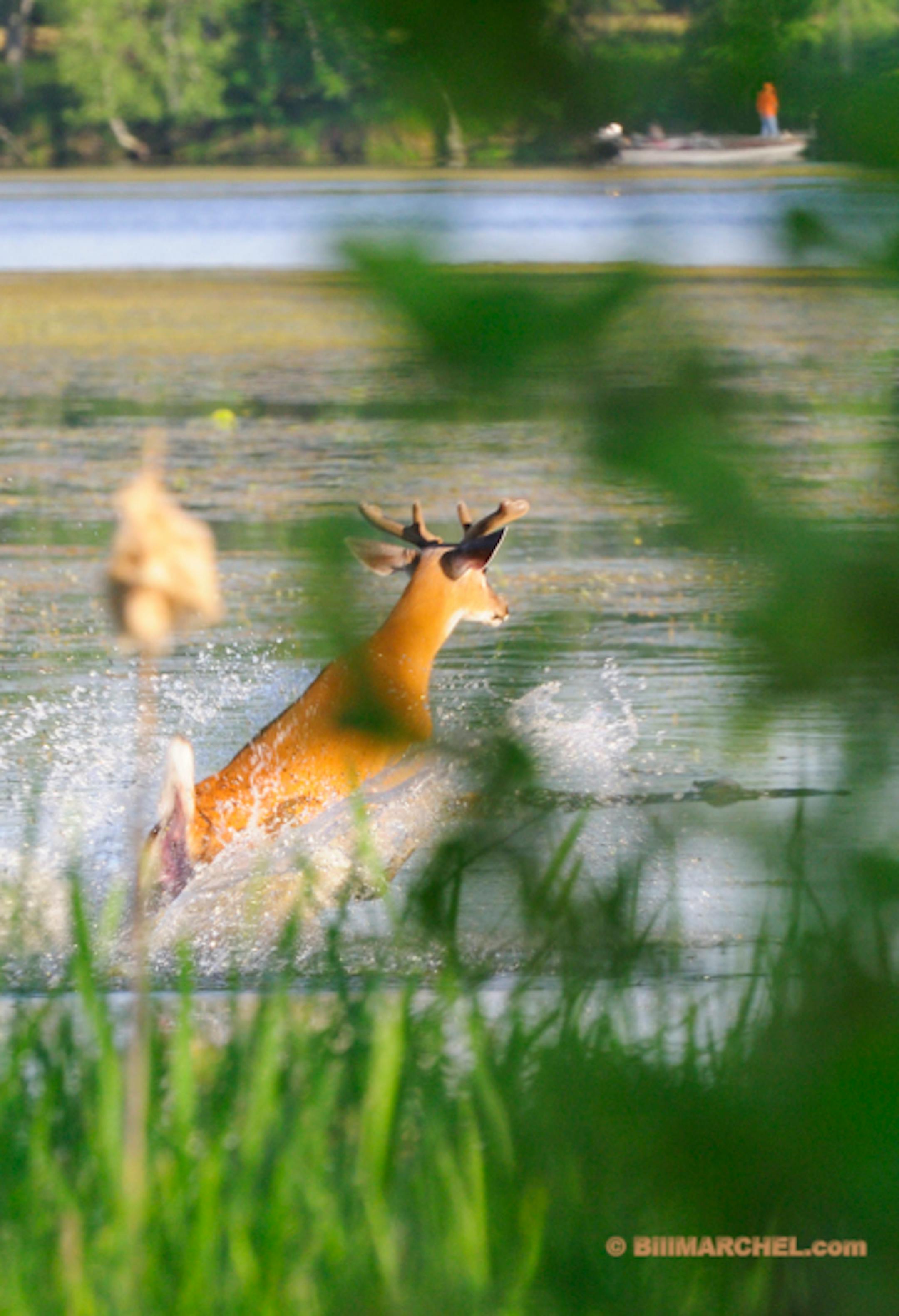00274-370.15 White-tailed Deer Buck in velvet is bounding with tail raised in shallow water with fisherman in background.  Summer, lake, river.