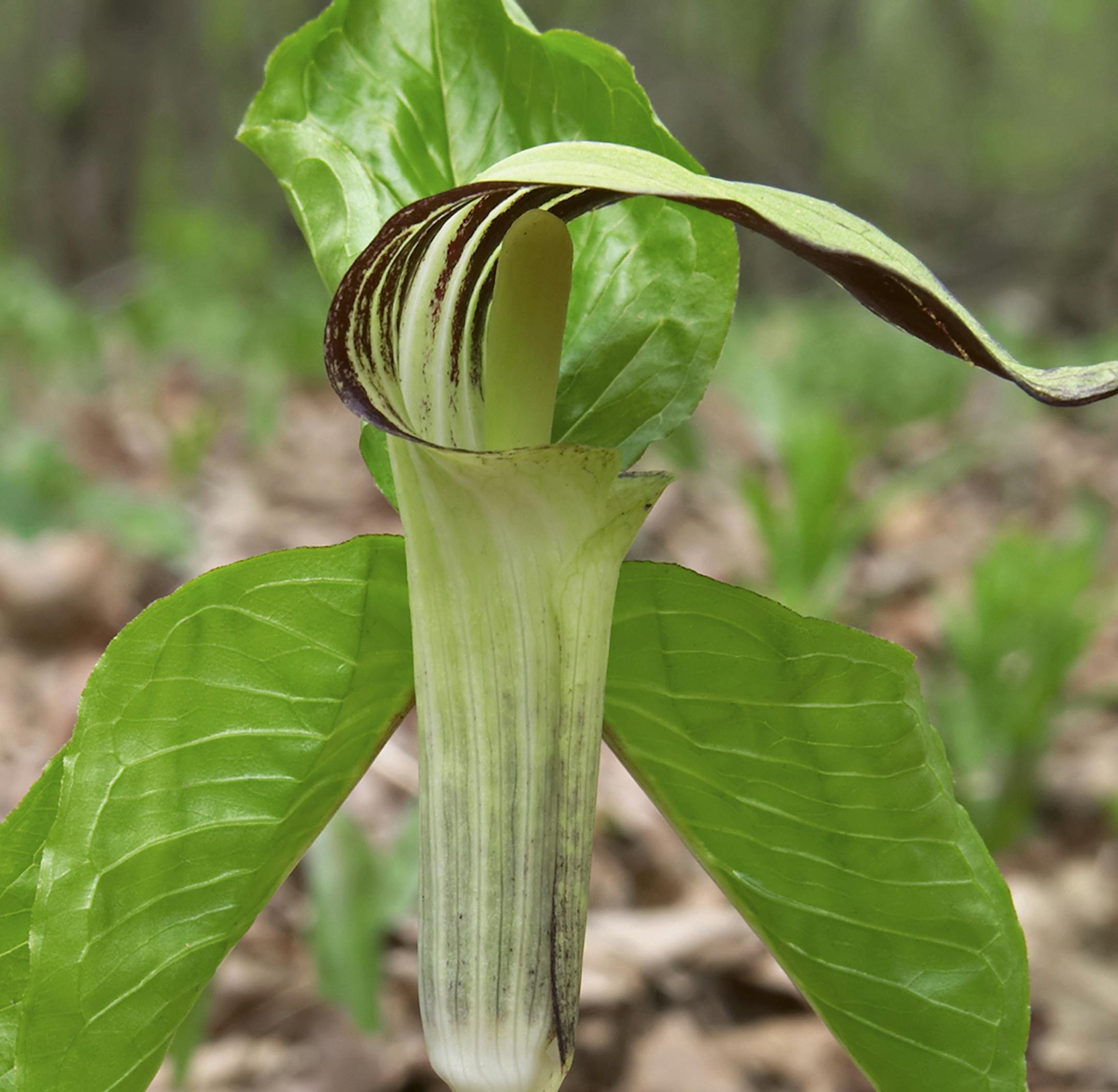 Springtime Jack-In-The-Pulpit plant. From istock.