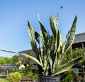 A snake plant, sansevieria trifasciata, is available at Heidi’s GrowHaus & Lifestyle Gardens in Corcoran, Minn. on Thursday, July 27, 2023. The new 