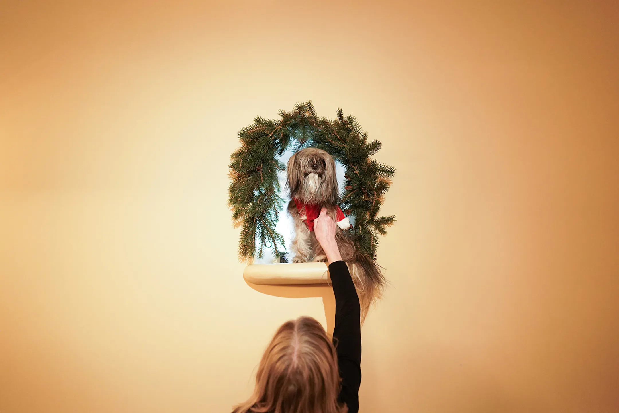A rescue mutt named Vienna is the unofficial mascot of St. Paul's ...