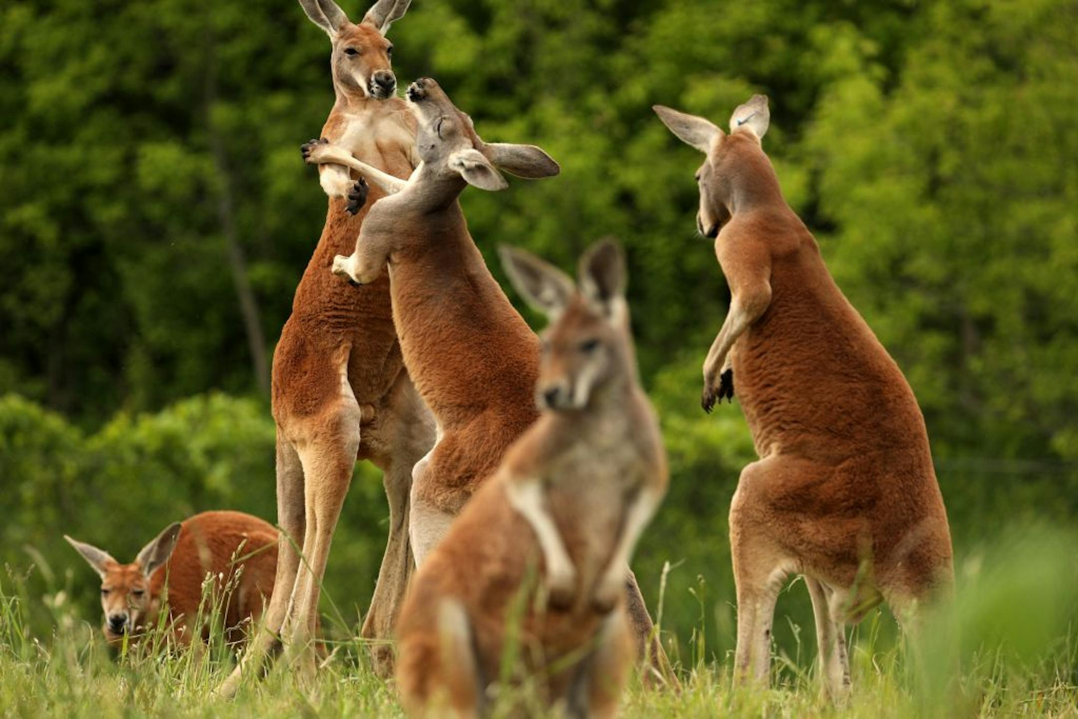 A pair of red kangaroos box with each other Friday at the Minnesota Zoo's newest exhibit "Kangaroo Crossing."