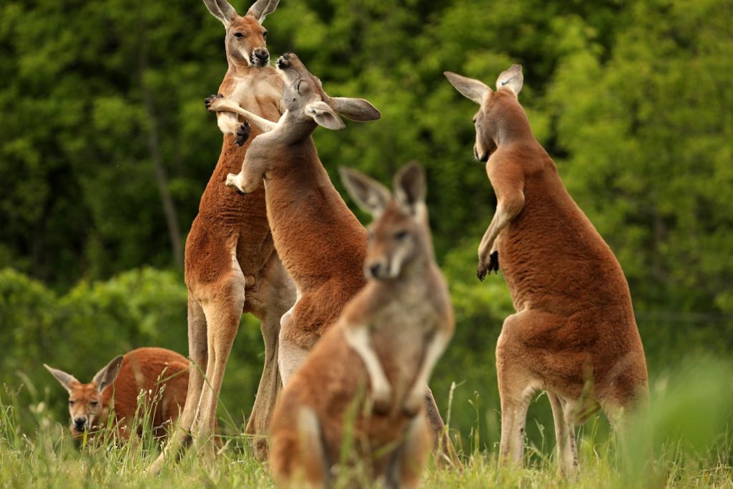 A pair of red kangaroos box with each other Friday at the Minnesota Zoo's newest exhibit "Kangaroo Crossing."