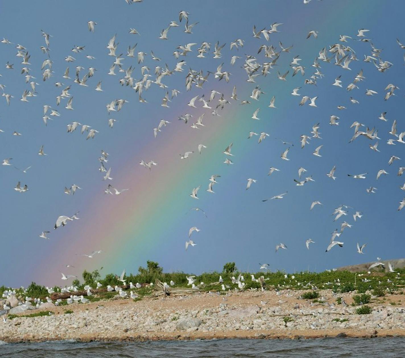 Beth Siverhus
1. A flock of terns spirals above their nesting island in northern Minnesota.