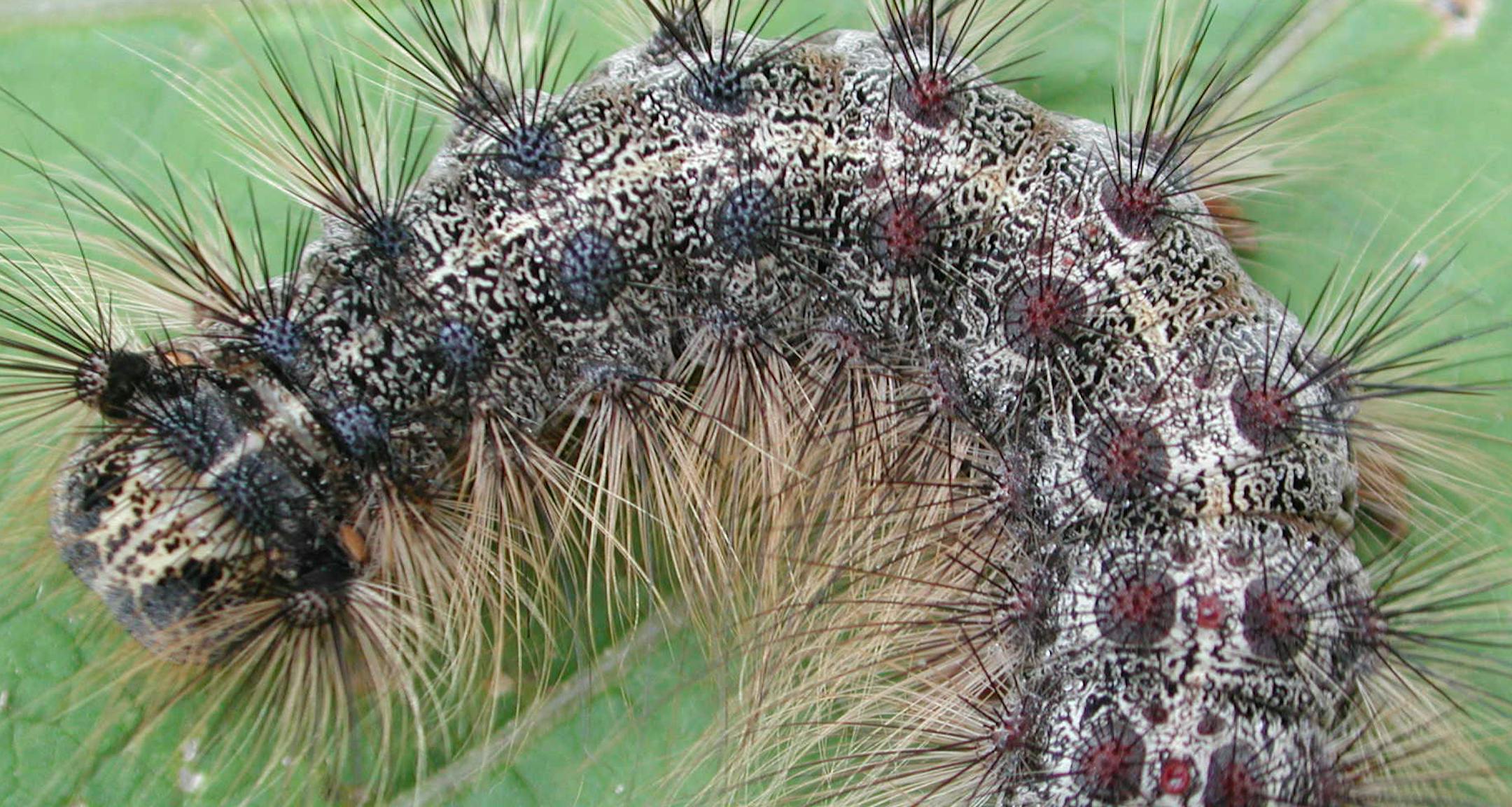 Gypsy Moth caterpillar