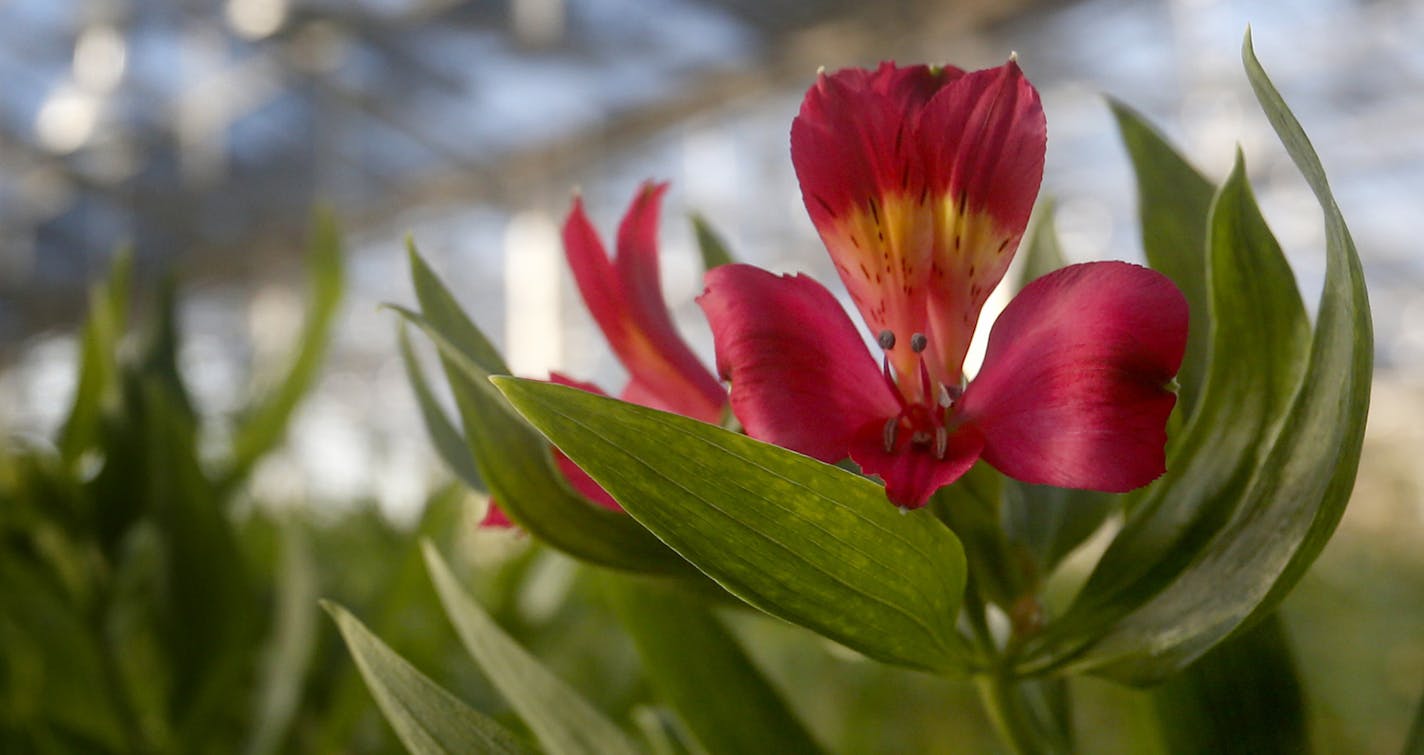 Strumaria was being grown in the green houses at Len Busch Roses in Plymouth.