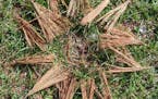 Pine needle mandala (provided photo)