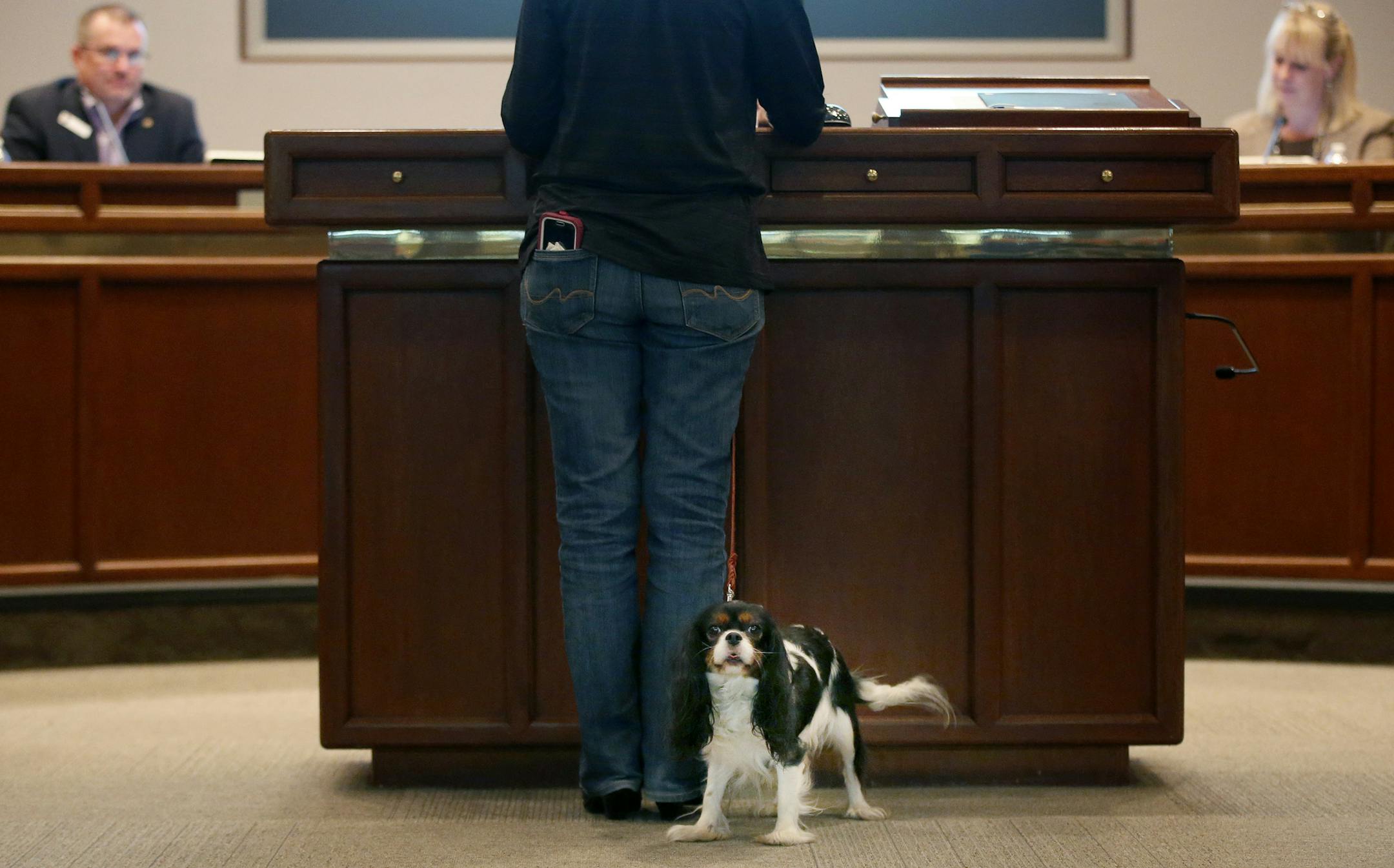 Celia a Cavalier King Charles Spaniel looked around as owner Mary Francis of Invisible Fence brand twin cities addressed council member at a Lakeville City council meeting. The company donated 8 animal-rescue oxygen masks kits to the Lakeville fire department. ] CARLOS GONZALEZ cgonzalez@startribune.com - October 19, 2015, Lakeville, MN, The Lakeville Fire Department and others in the south metro are getting donations of animal-rescue oxygen masks from Invisible Fence. We'll talk about how big a