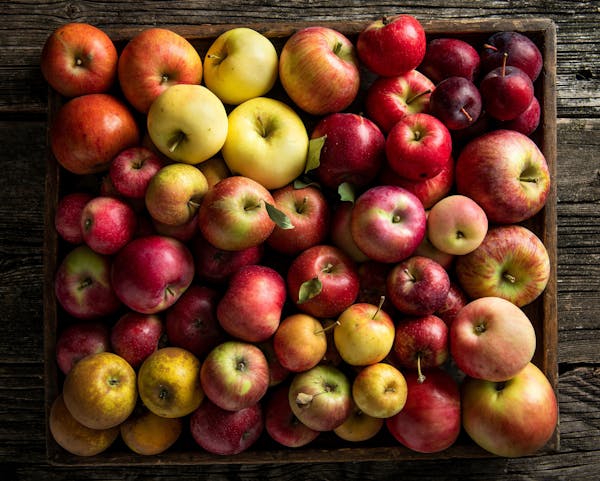 Sweetland Orchard in Webster has more than 100 varieties of apples. 