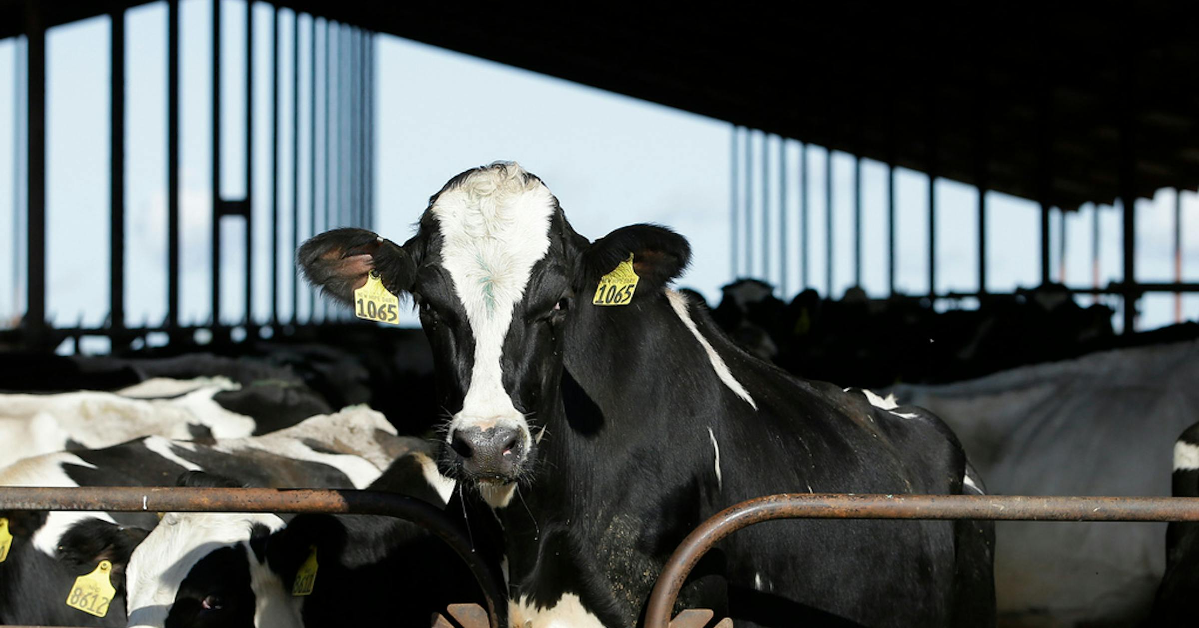 Dairy Cow in Minnesota Farm
