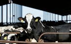 FILE - Cows are seen at a dairy in California, Nov. 23, 2016. The U.S. Food and Drug Administration said Tuesday, April 23, 2024, that samples of past