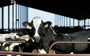 FILE - Cows are seen at a dairy in California, Nov. 23, 2016. The U.S. Food and Drug Administration said Tuesday, April 23, 2024, that samples of past