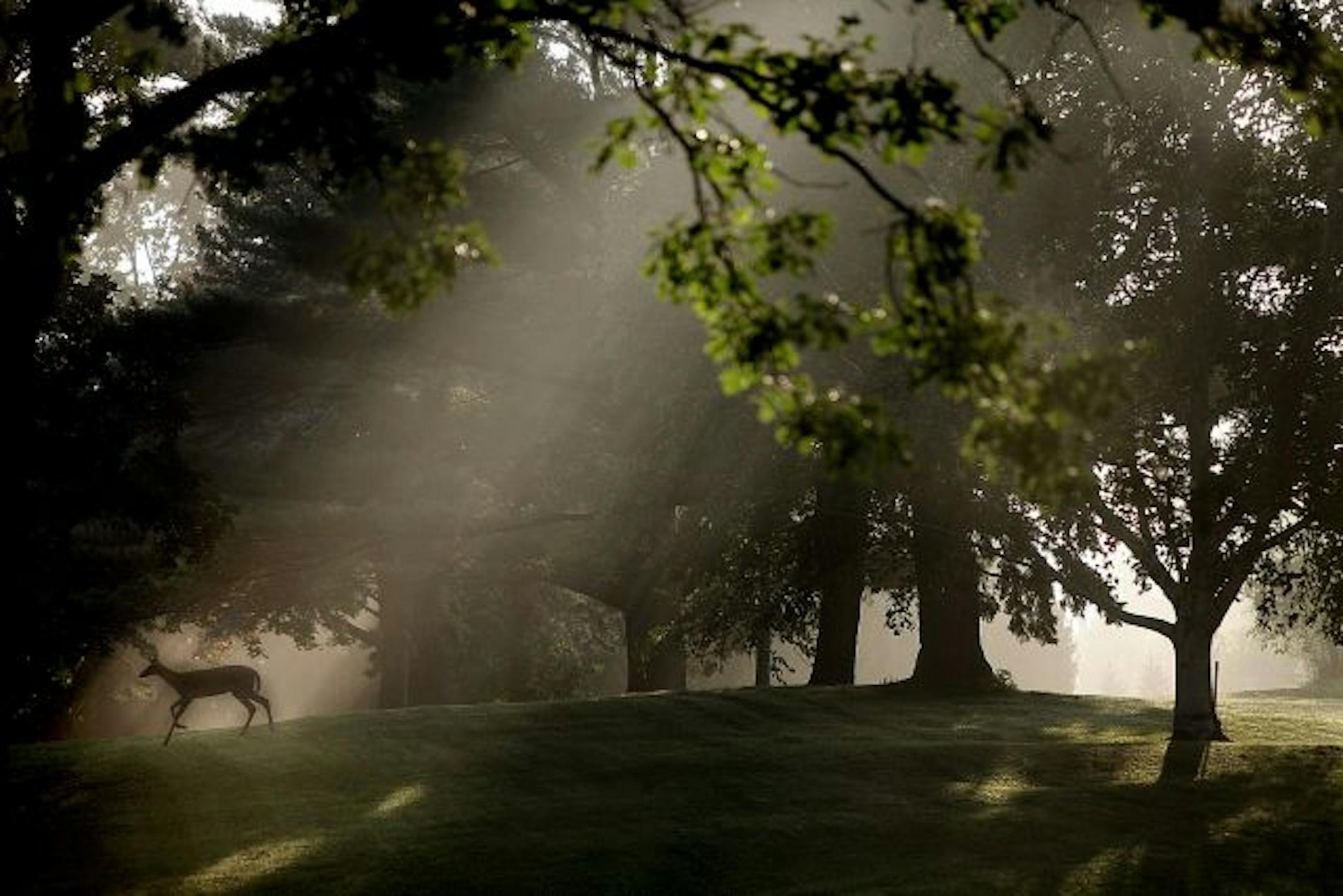 Nature abounds at Aamodt's Apple Farm in Stillwater, where a deer ambled by early in the morning, before apple-picking visitors arrived.