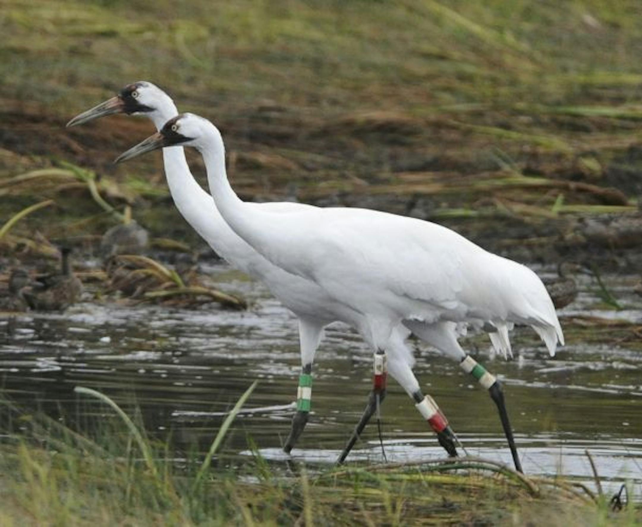 Whooping cranes near Goose Pond at Necedah National Wildlife Refuge.