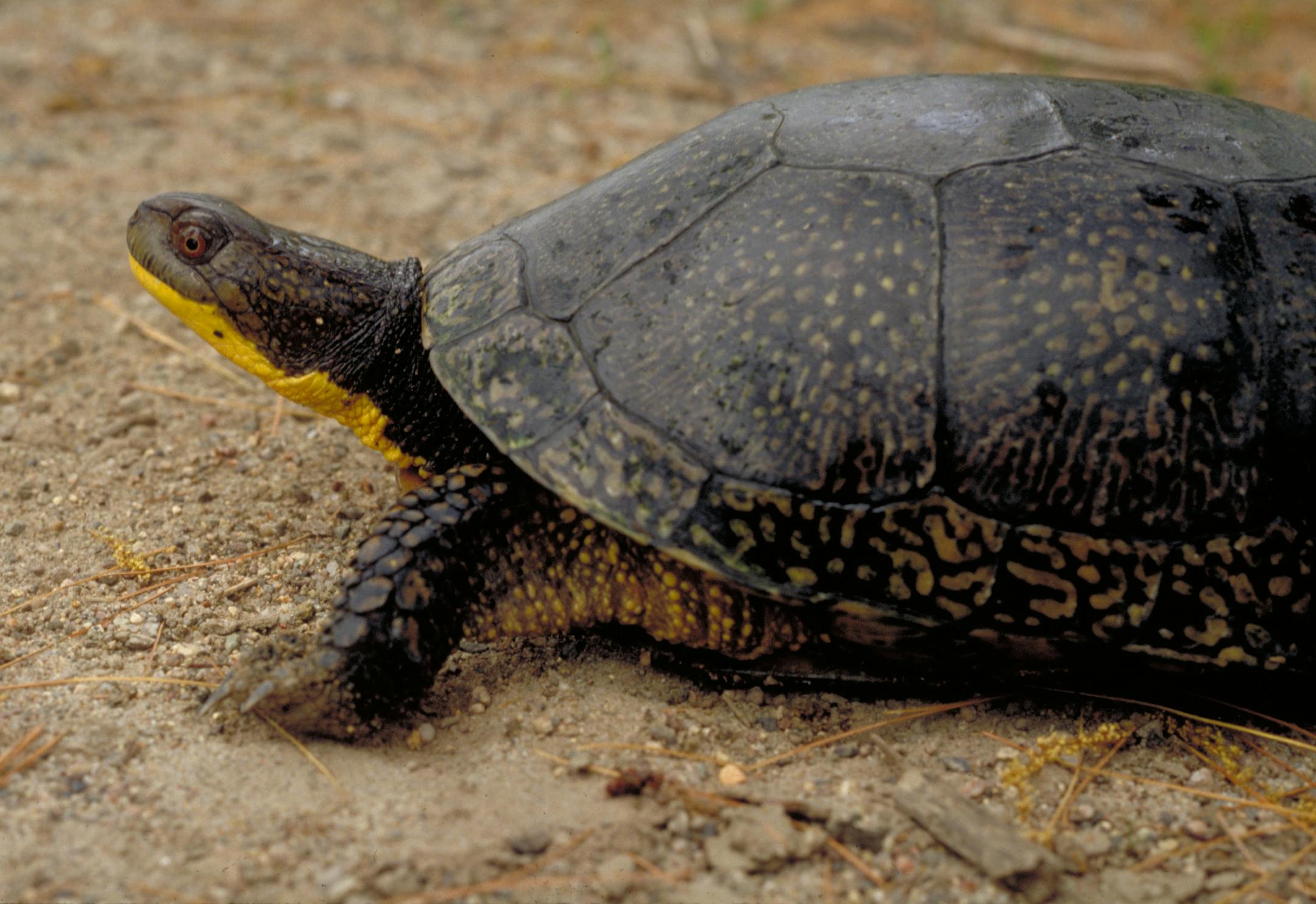 Blanding's turtle