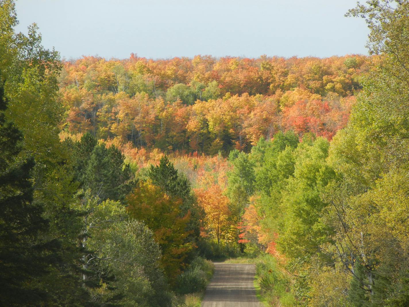 A little-used road in Schroeder led to a perfect ridge for spying fall color. Photo by Sue Campbell * Star Tribune