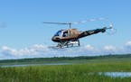 A DNR helicopter has been used this summer to spray herbicide to kill hybrid cattails in shallow lakes and marshes favored by ducks. The invasive spec