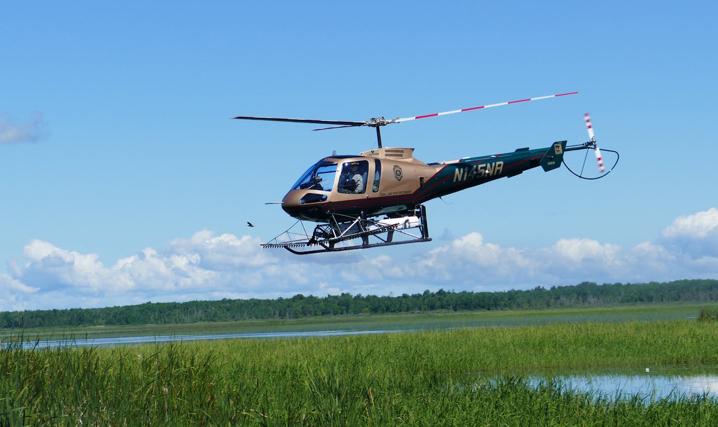 A DNR helicopter has been used this summer to spray herbicide to kill hybrid cattails in shallow lakes and marshes favored by ducks. The invasive species of cattails can choke out such waters, making them virutally unusable by wetland wildlife.