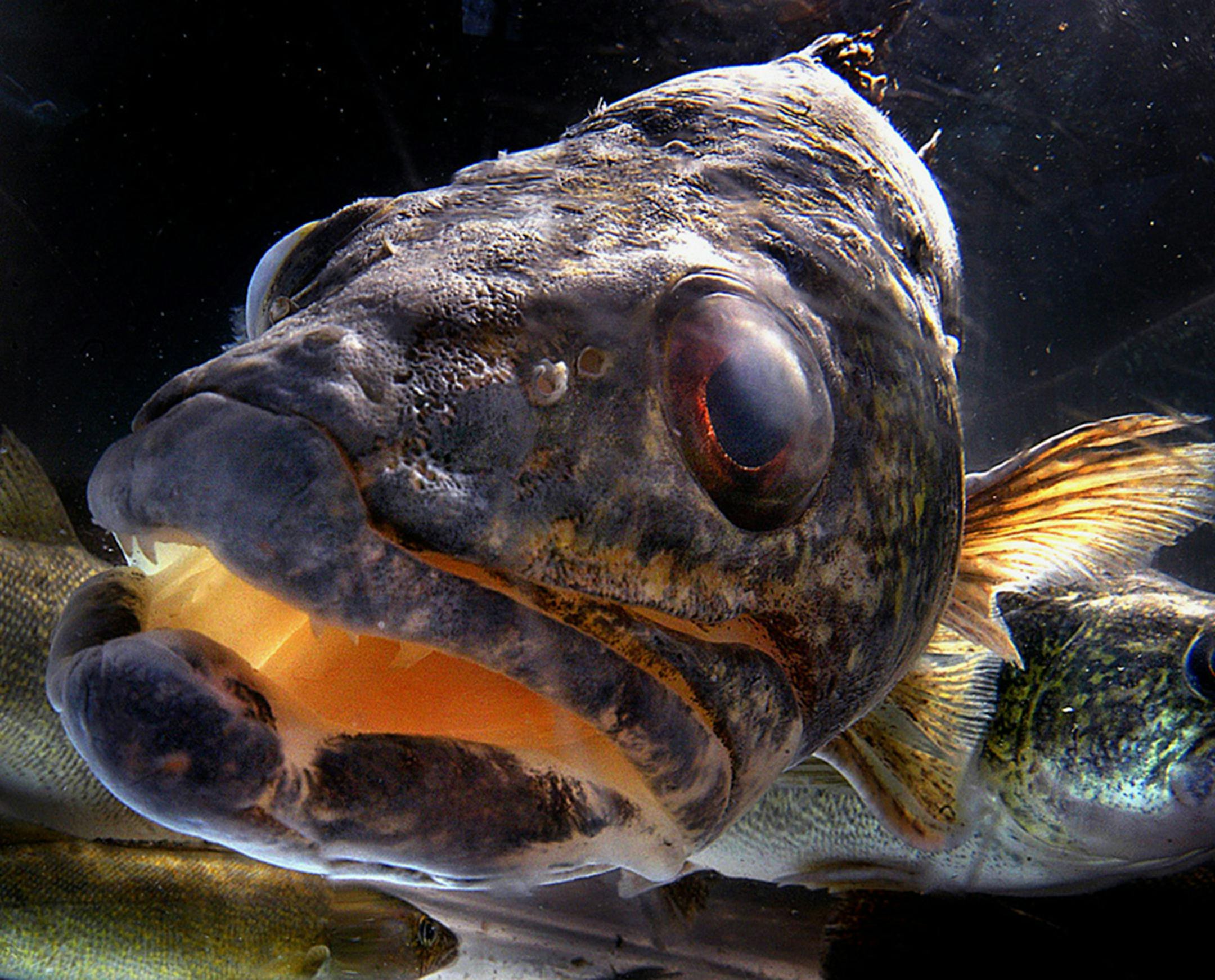The object of their affection...... Walleyes swim in a holding tank at the Minnesota Department of Natural Resources offices on Warner Road in St. Paul. Acoustic transmitters are being placed inside the fish for a University of Minnesota project to estimate the mortality rate of the fish at Vadnis Lake. ORG XMIT: MIN2012121723184586 ORG XMIT: MIN1504081808413396