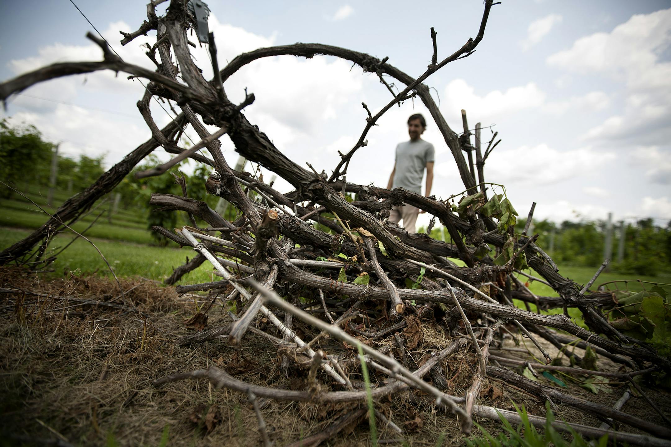 Winemaker and production manager Martin Polognioli stands by a pile of dead Marechal Foch grapevines at Saint Croix Vineyards in Stillwater.