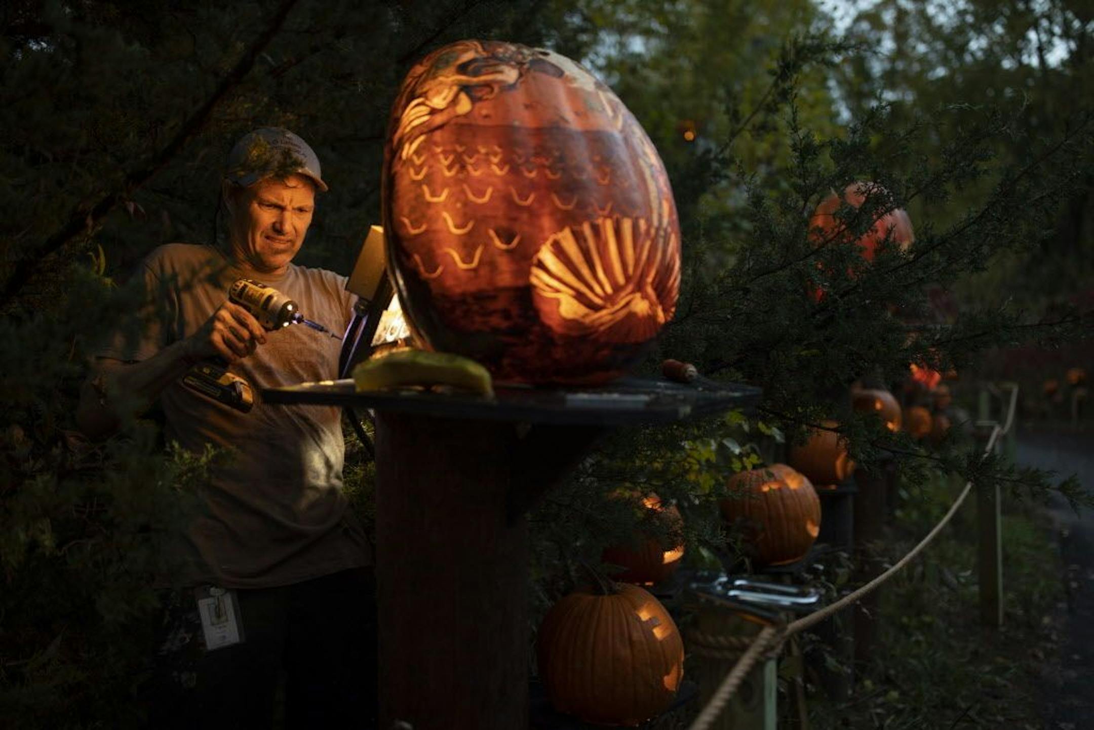 As darkness fell, Travis Reckner mounted and LED light source onto the back of one of the 127 "intricate" carved pumpkins scattered along the trail. It can take as long as eight hours to carve the more elaborate pumpkins.