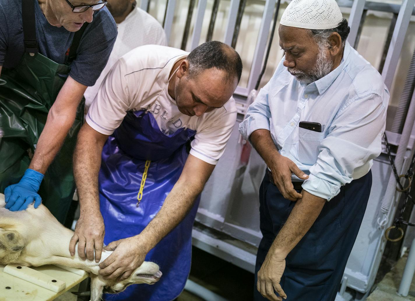 Jeelani Basha Shaik, from right, who is visiting from India, rolled up his sleeves to prepare to slaughter a goat, as Samir Lekbir and Geneva Meats owner Paul Smith assisted him. ] LEILA NAVIDI &#x2022; leila.navidi@startribune.com BACKGROUND INFORMATION: Ritual slaughter of goats and sheep for Eid al-Adha at Geneva Meats in Geneva, Minn. on Sunday, August 11, 2019. Once a year, during Eid al-Adha, also known as "Festival of the Sacrifice," Geneva Meats in the tiny Southern Minnesota town of Gen