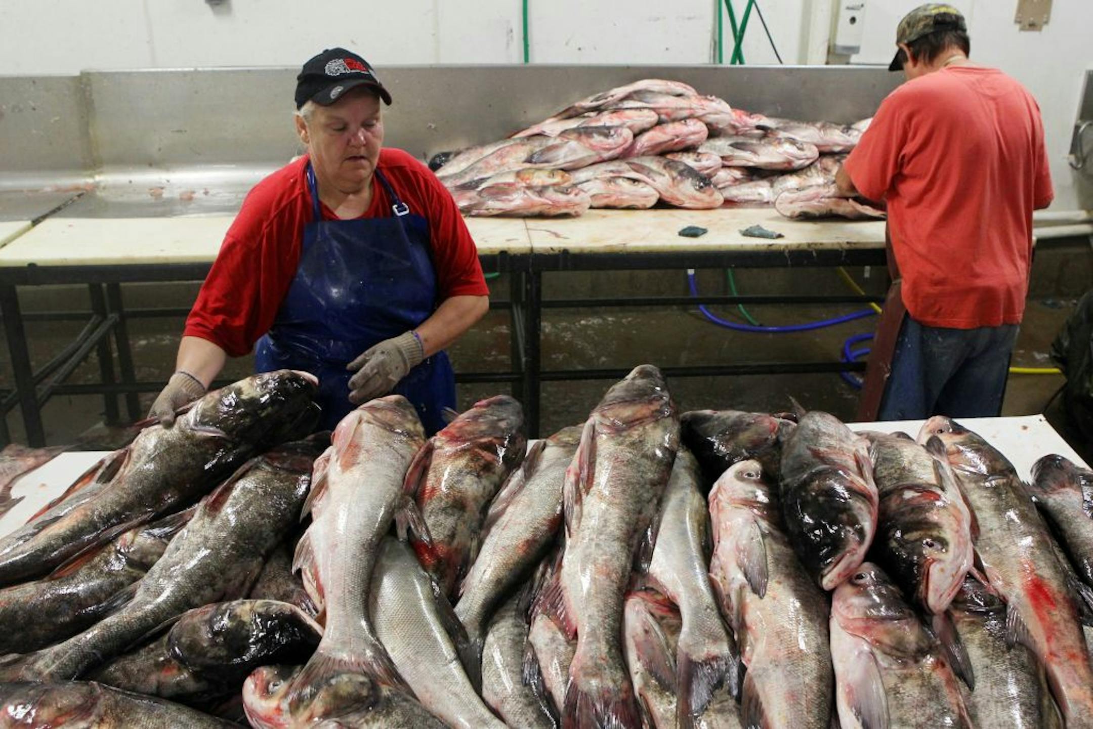 Bev Wooldridge, left, and her husband Robert clean out the insides of carp at the Big River Fish headquarters in Pearl, Illinois. The company buys the carp from local fishermen and then processes, sells and ships the Asian carp to China.