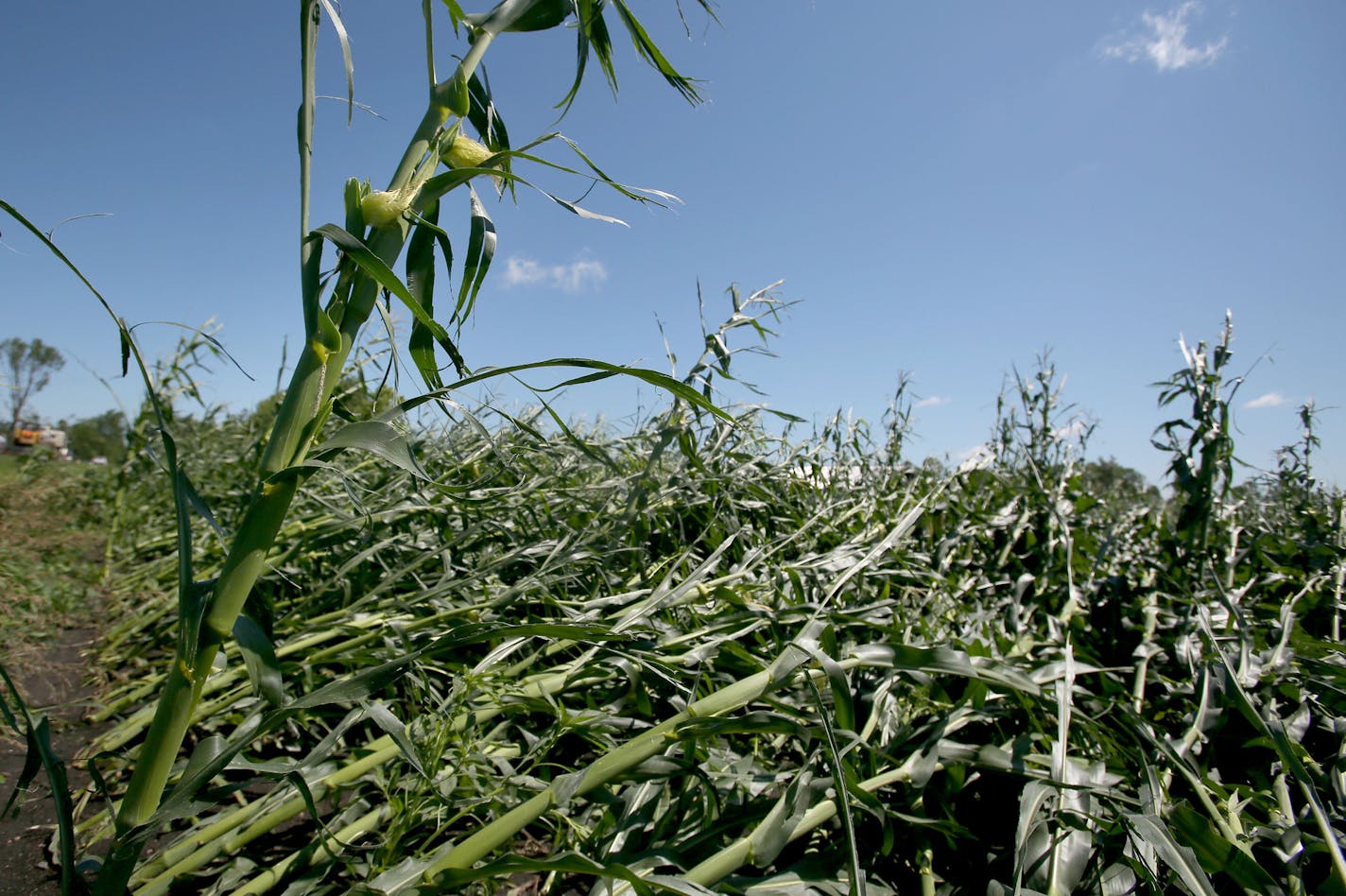 A corn stalk stands upright while most of those in a field are blown down in Hollywood Township, where an EF-1 tornado with 105 mph winds touched down Saturday, July 18, 2015, near Watertown, MN.](DAVID JOLES/STARTRIBUNE)djoles@startribune.com High winds, heavy rain and a tornado whipped through the Twin Cities late Friday night and early Saturday morning, bringing down trees and knocking out power to thousands.