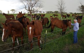 Dr. Richard Bowman attracts a crowd when he visits his North Dakota ranch. These horses, which can't be adopted because of physical or behavioral issu