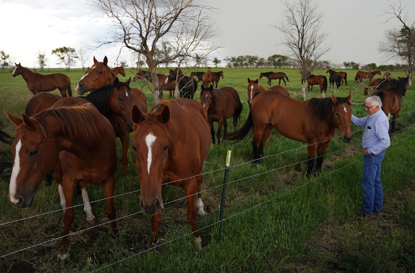 Dr. Richard Bowman attracts a crowd when he visits his North Dakota ranch. These horses, which can't be adopted because of physical or behavioral issues, have a lifetime home on his 4,000-acre spread.