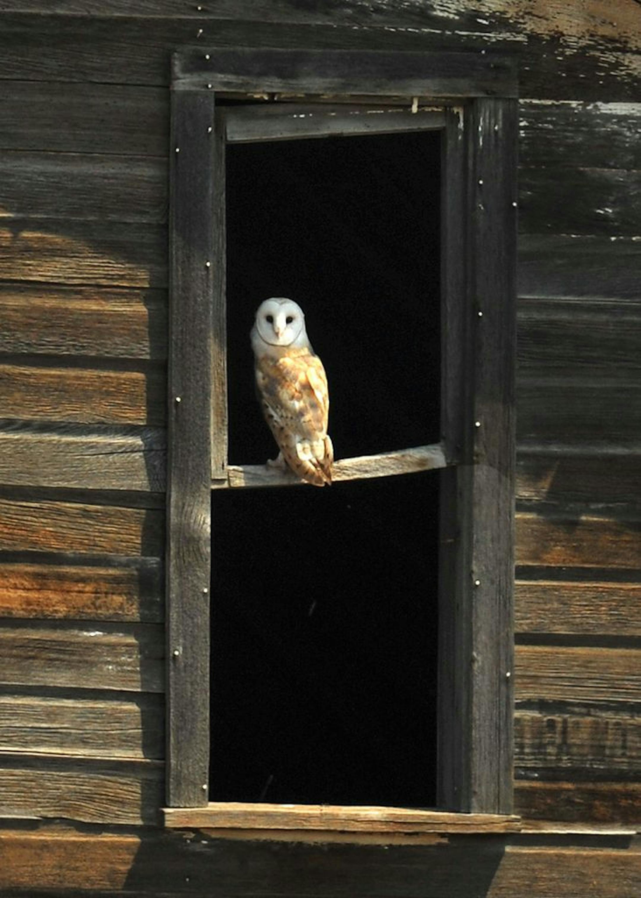 Abandoned buildings are a good spot to look for elusive barn owls.