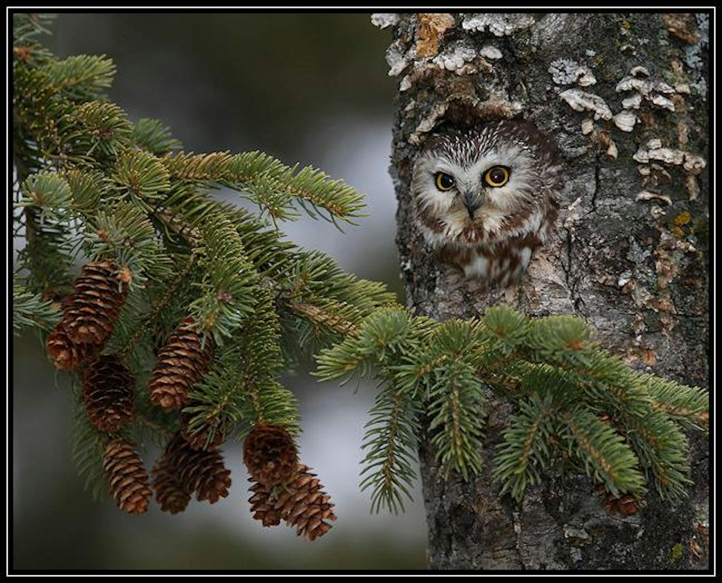 Tiny adorable saw-whet owl at the Houston MN Owl Festival this morning