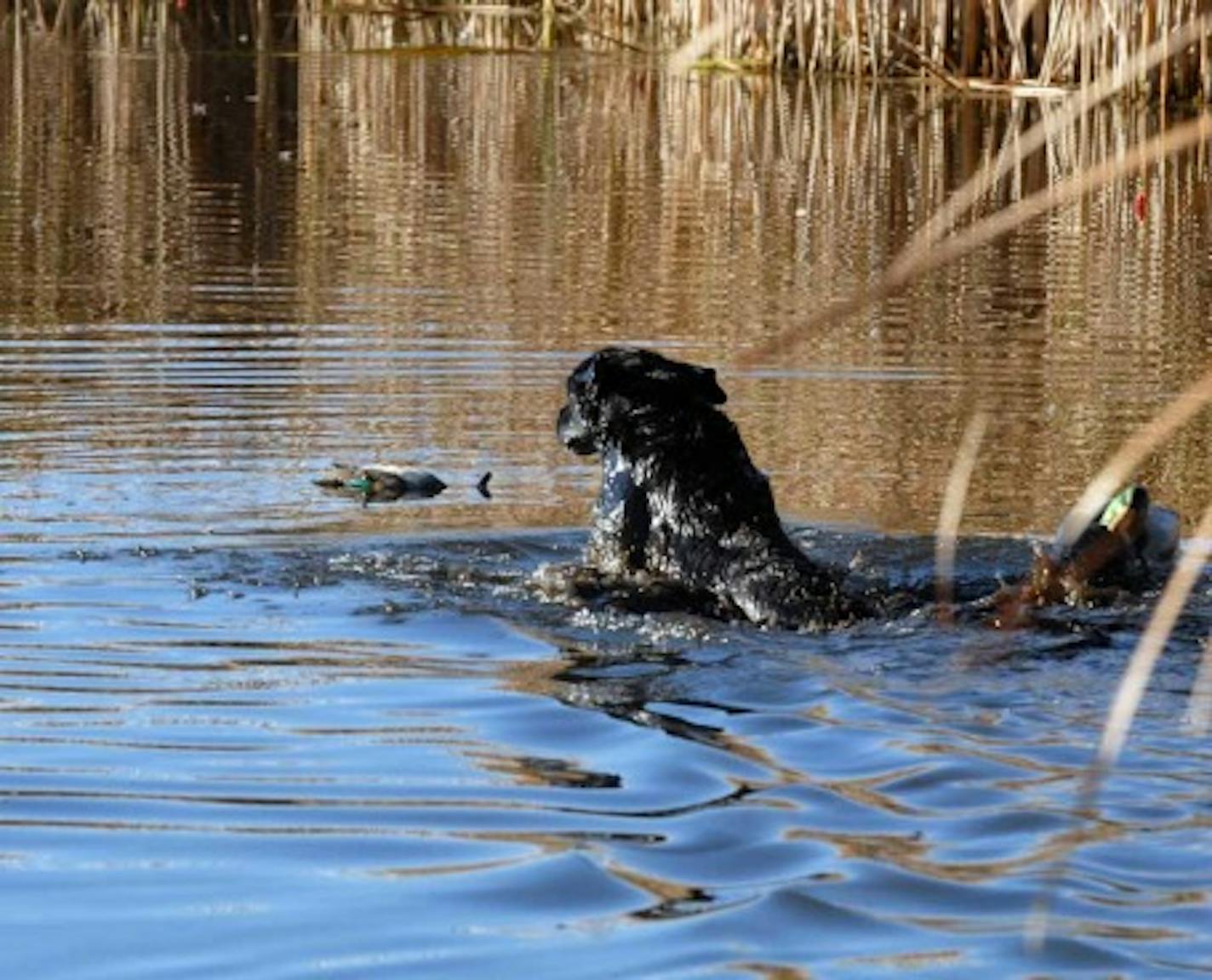 Ben, a black Labrador, charged into a shallow lake on Saturday morning to retrieve a green-winged teal.