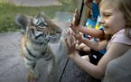 Mary Dettinger , 6 got a closer look at the Vera , the 4-month old female Amur tiger cub at the during her public debut at the Minnesota Zoo Wednesday