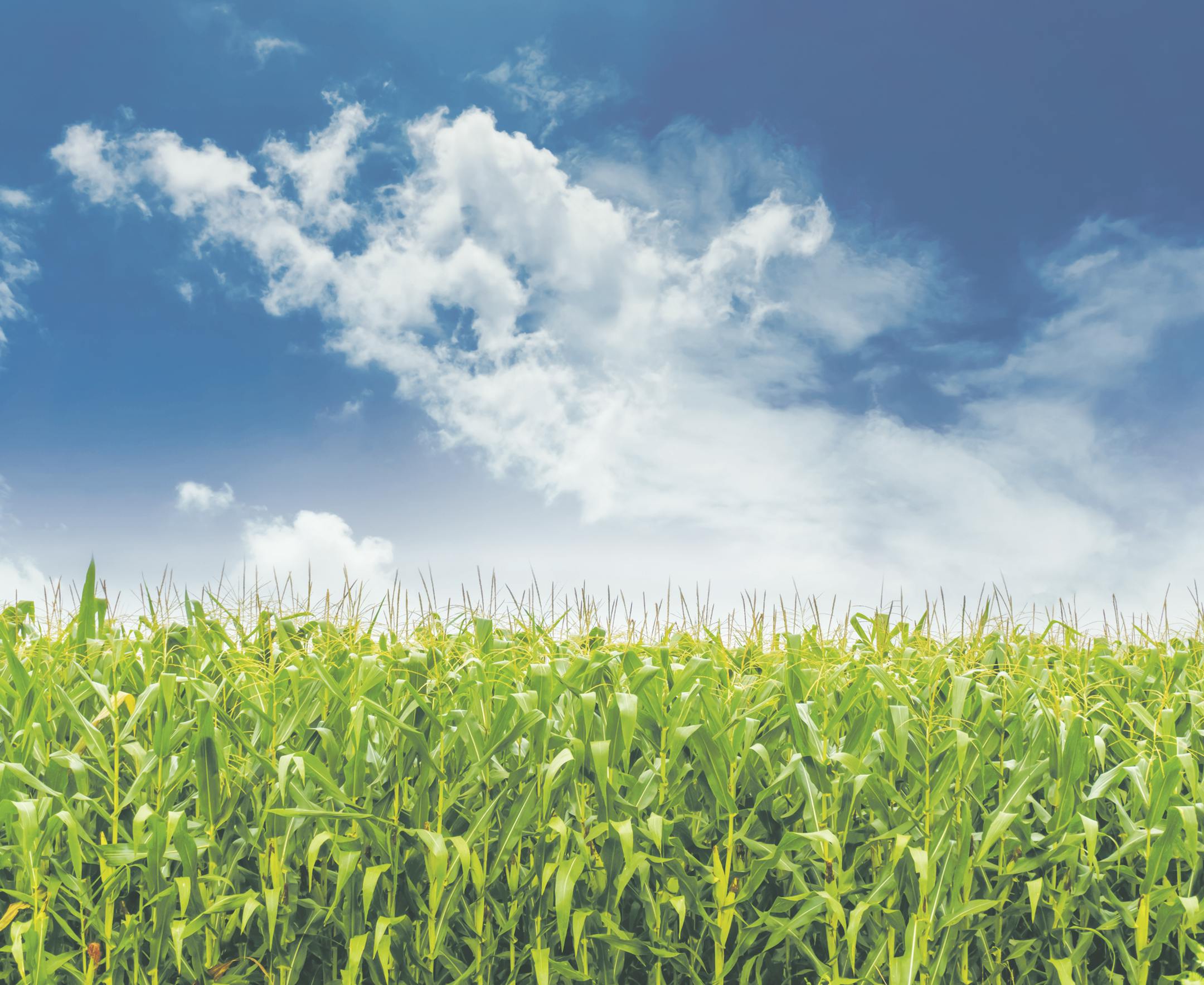 Corn field under blue sky