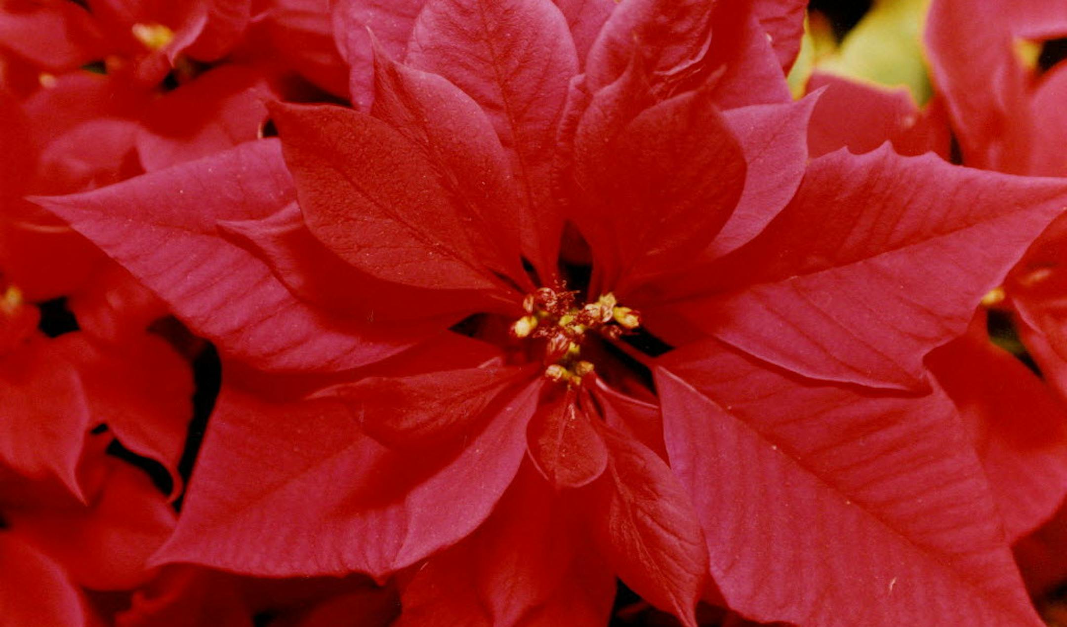 Gertens is holding a Poinsettia Open House Dec. 3 and 4.