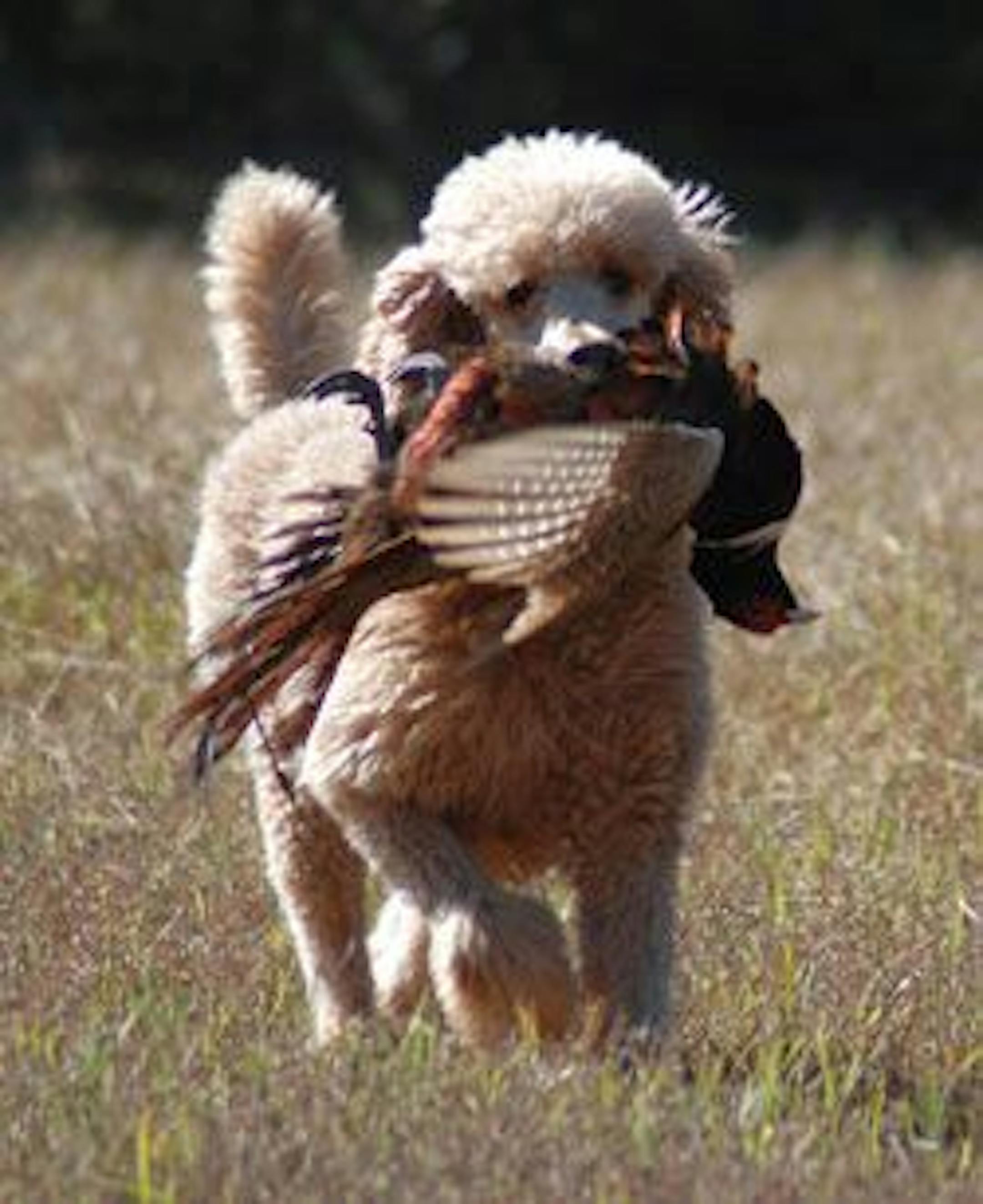Perhaps you aren't accustomed to a Poodle with a dead rooster in its mouth. photo courtesy of Native Performance Dog Food