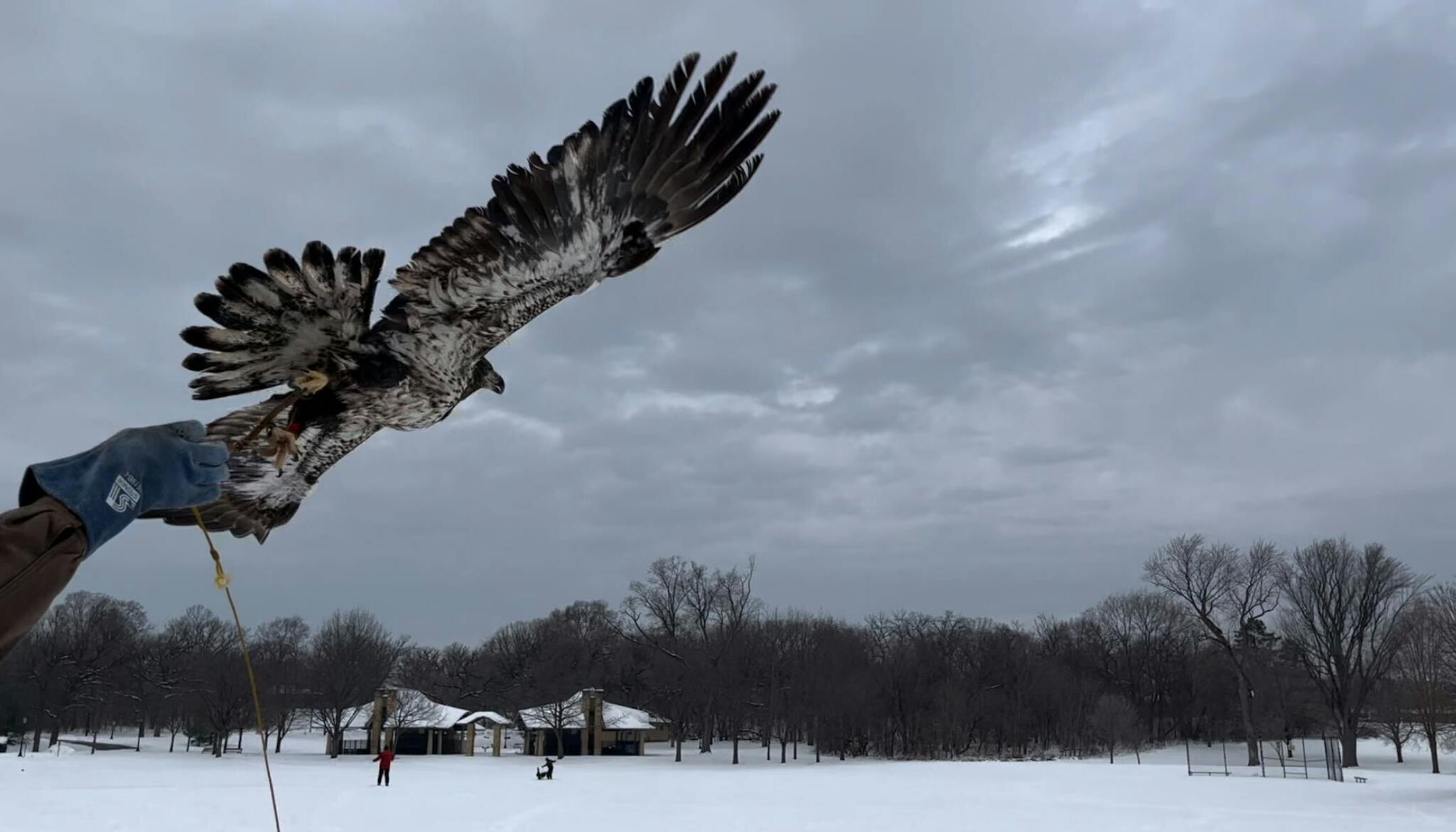 A juvenile eagle in the Raptor Center's care, out for a test flight on a creance line.