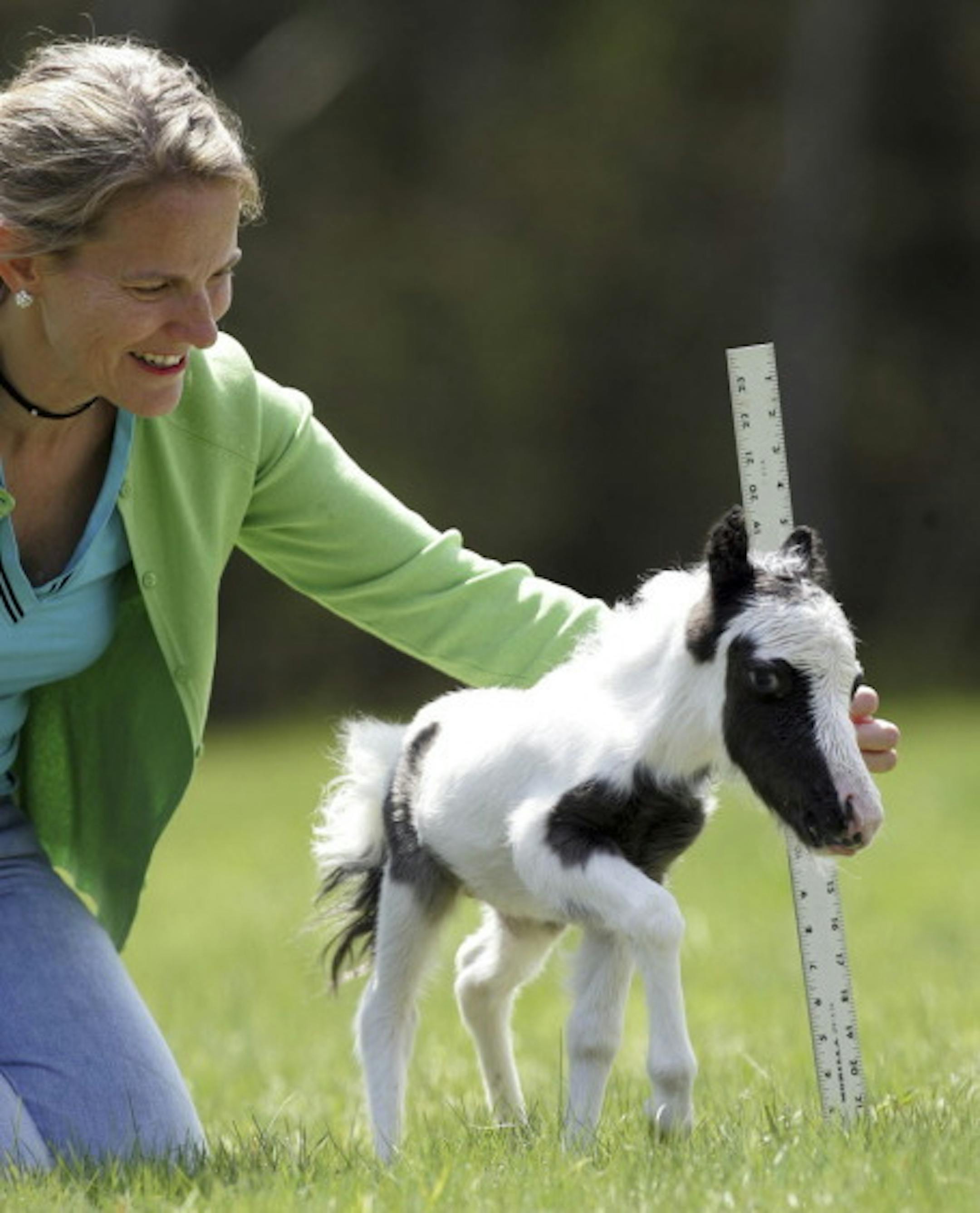 Dr. Rachel Wagner watches a holds a ruler next to her 3-day-old stallion. Photo by Jim Cole, AP