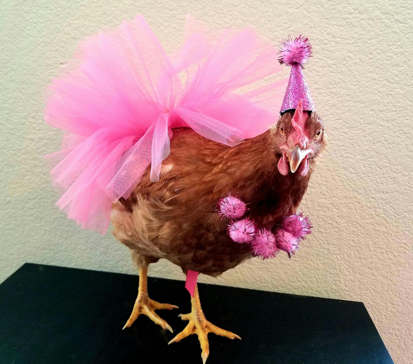 Best of Show: Pet hen Cali is dressed up in celebration of a big event: her first egg. Submitted by Ana and Wally Pietri of Yuba City, Cal.