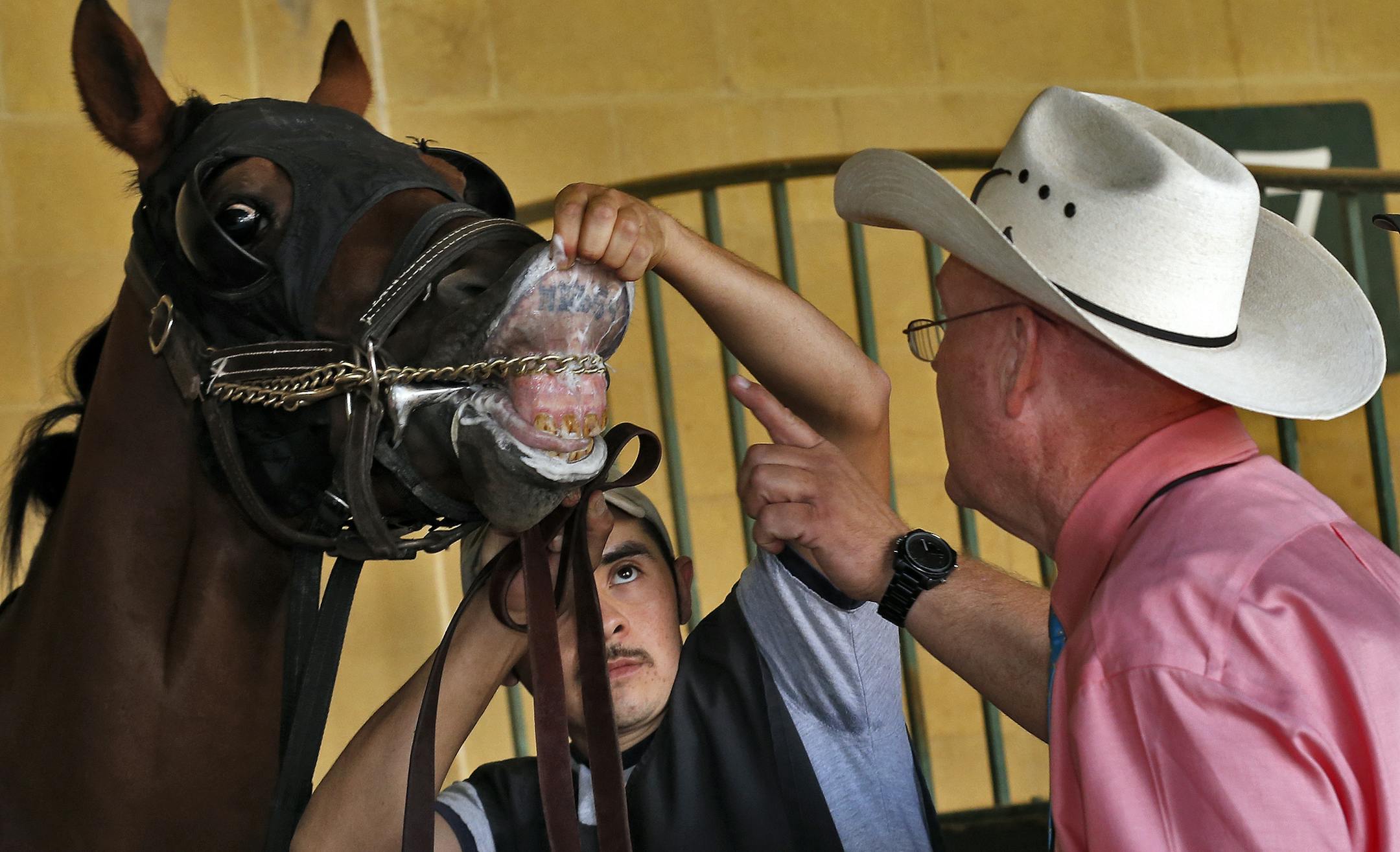 The Dirty Jobs of Canterbury. Mark Bader, right, examines the lips of race horses before every race in the Canterbury paddock area for an identifying tattoo. (MARLIN LEVISON/STARTRIBUNE(mlevison@startribune.com