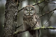 Bird-watchers from around the world come to Minnesota’s Sax-Zim Bog to see species like great gray owls.