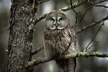 Bird-watchers from around the world come to Minnesota’s Sax-Zim Bog to see species like great gray owls.