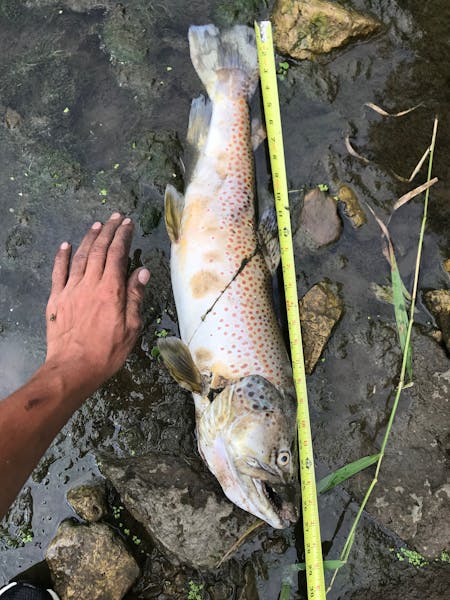 This 27-inch brown trout was one of 2,500 that died in Rush Creek on July 23.