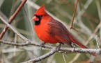 Photo by Don Severson
A male cardinal rests between foraging runs on a winter day, surviving the cold with the help of bird feeders.