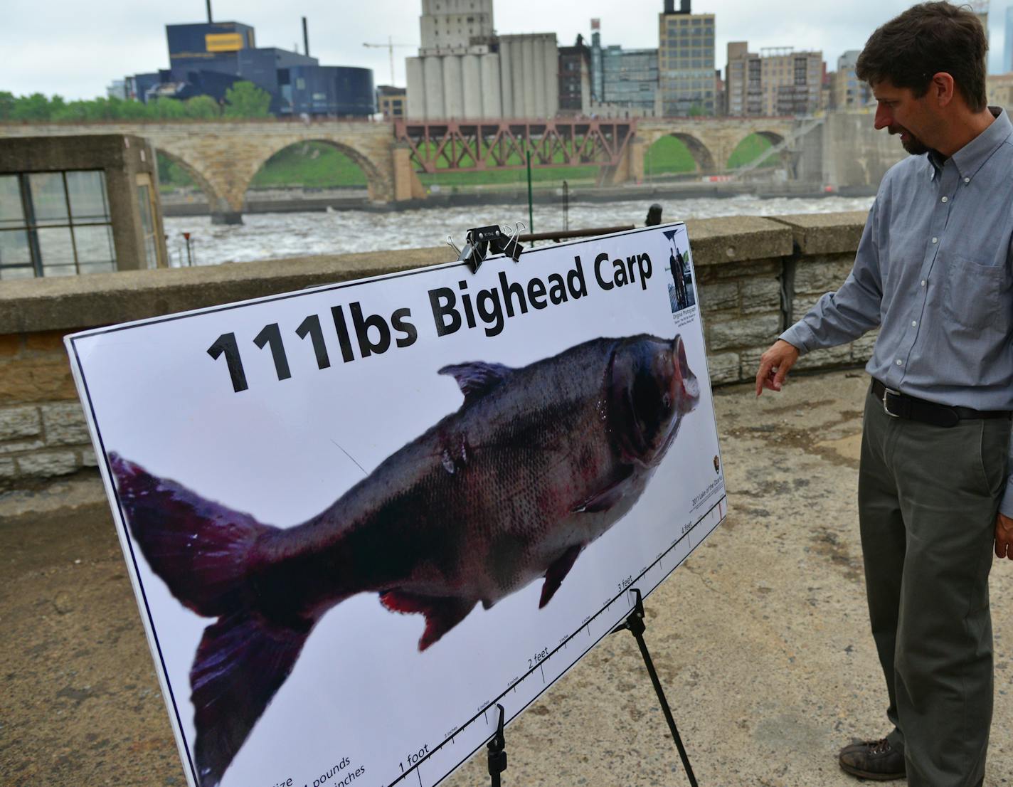 Jeffrey Marr, associate director of engineering and facilities at the St. Anthony Falls Laboratory, looked over a life-size photo of a bighead carp.